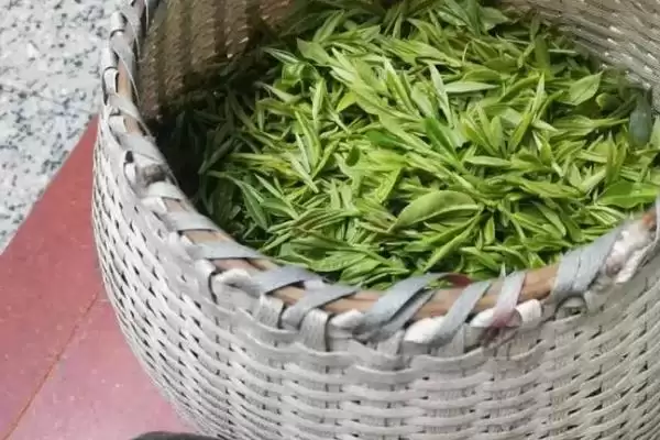 图片[3]-哪个地方产的碧螺春茶叶比较好呢,江苏省洞庭所产的碧螺春茶叶是最好的-会东网