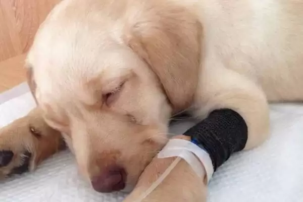 图片[6]-犬瘟热深度解析：主要感染犬科动物的疾病特点-会东网