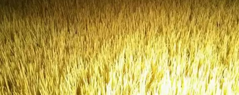 如何在大棚内种植蒜黄？在大棚内种植蒜黄要遵循哪些种植步骤？-会东网