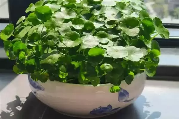 图片[5]-无惧烈日的花卉：向日葵、茉莉花、碗莲的阳光秘籍-会东网