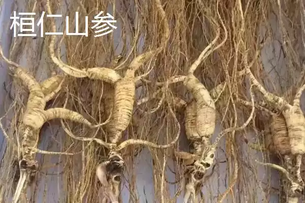 图片[2]-辽宁省桓仁满族自治县的特产 ,桓仁有哪些知名的特产种类呢？-会东网