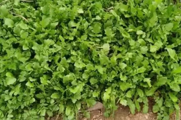 图片[2]-了解种荠菜适用土壤的方法和重点？了解种荠菜适用土壤要做好哪些细节？-会东网