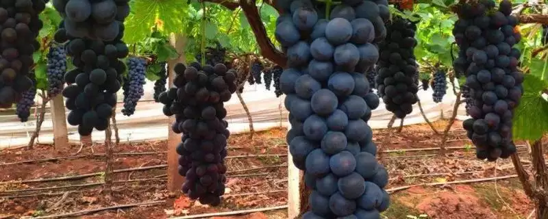 夏黑葡萄掉粒的原因和要点？分析夏黑葡萄掉粒原因需关注哪些方面？-会东网