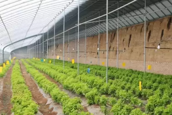 种植大棚蔬菜的成本和利润?种植大棚蔬菜需关注哪些经济要素?插图1 种植大棚蔬菜的成本和利润?种植大棚蔬菜需关注哪些经济要素?插图1