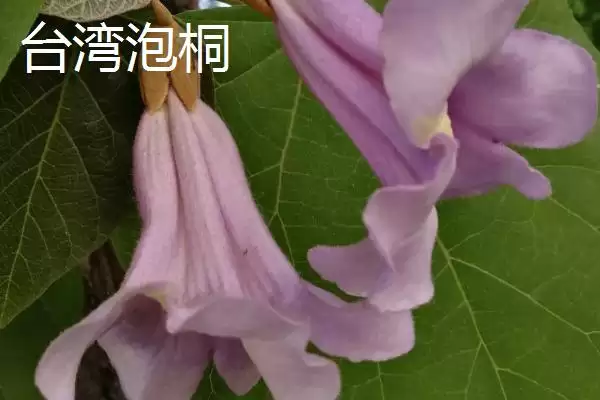 图片[9]-泡桐树开花时间揭秘：一般3-4月绽放的美丽时刻-会东网