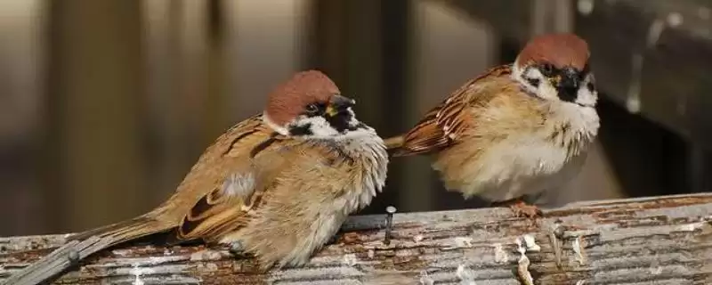 如何饲养麻雀？饲养麻雀要掌握哪些合适的饲养技巧和要点？-会东网