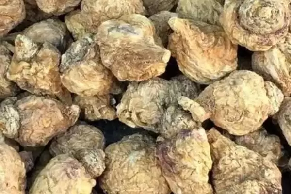 图片[3]-玛卡的产地在哪里 ,玛卡原产于哪个山脉地区-会东网