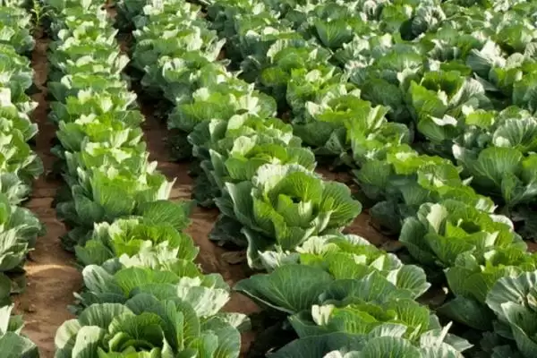 图片[4]-夏季种植甘蓝的方法和要点？夏季种植甘蓝要掌握哪些关键技术环节？-会东网