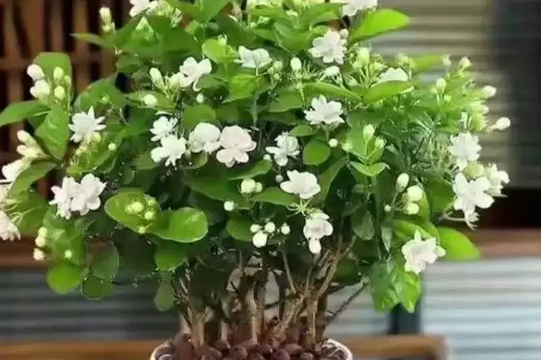 图片[2]-盆栽茉莉花养护宝典：每隔2-3天浇水的科学频率-会东网