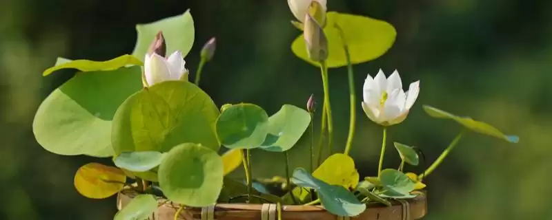 养无土水莲花的方法和重点？养无土水莲花要做好哪些细节？-会东网