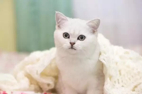 图片[4]-为什么猫的胡子不可剪？探究猫胡子不可剪原因要了解哪些猫咪生理和行为习性要点？-会东网