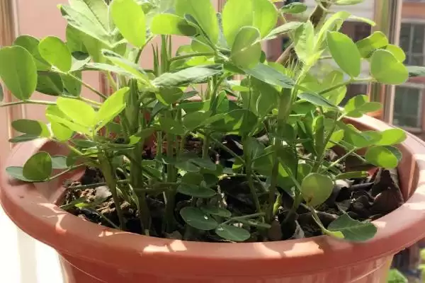 图片[4]-盆栽花生种植要点：幼苗期水肥充足的重要性-会东网