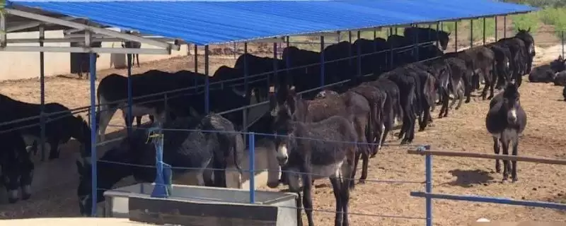 分析养殖毛驴前景的方法和重点？分析养殖毛驴前景要做好哪些细节？-会东网