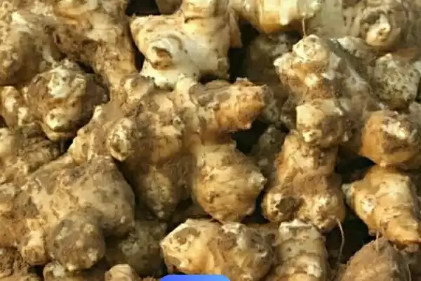 图片[3]-探寻洋姜产量高但无人种植原因的方法和重点？探寻洋姜产量高但无人种植原因要做好哪些细节？-会东网