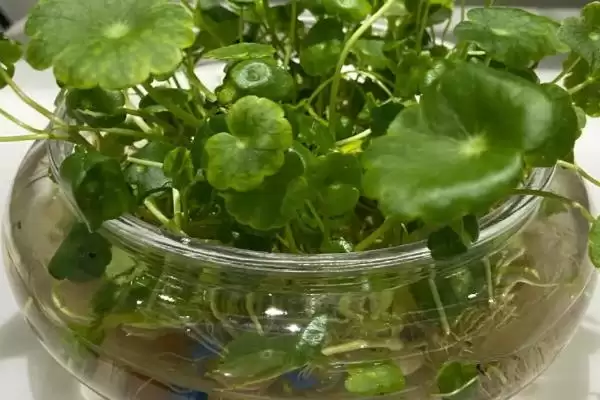 图片[3]-铜钱草的肥料怎么制做？制作铜钱草肥料要掌握哪些正确的原料配比和制作方法？-会东网