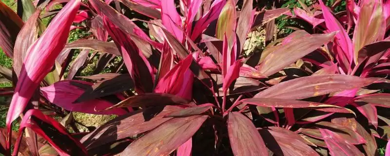 朱蕉竹寓意的内涵和要点？理解朱蕉竹寓意需关注哪些方面？-会东网