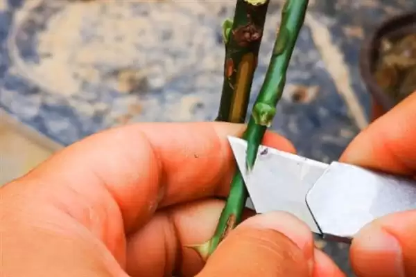图片[8]-养月季花的方法和重点？养月季花要做好哪些细节？-会东网