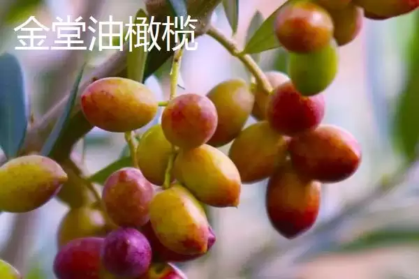 图片[3]-四川省金堂县的特产？认识四川省金堂县特产要了解哪些当地特色产品要点？-会东网