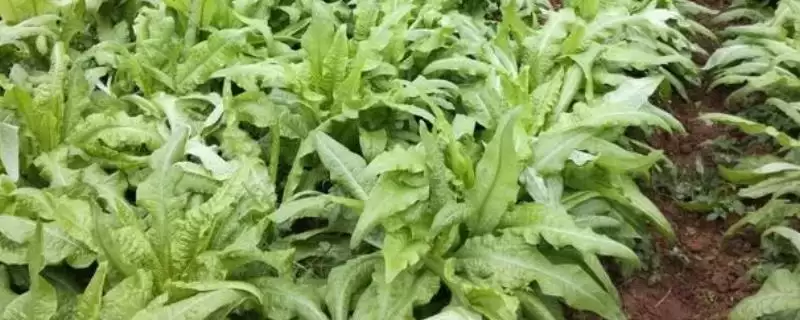 让莴笋变粗的方法？让莴笋变粗要掌握哪些关键细节？-会东网