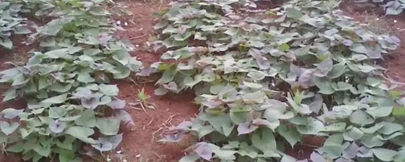 紫薯种植的方法和要点?种植紫薯要掌握哪些关键技术环节?-会东网
