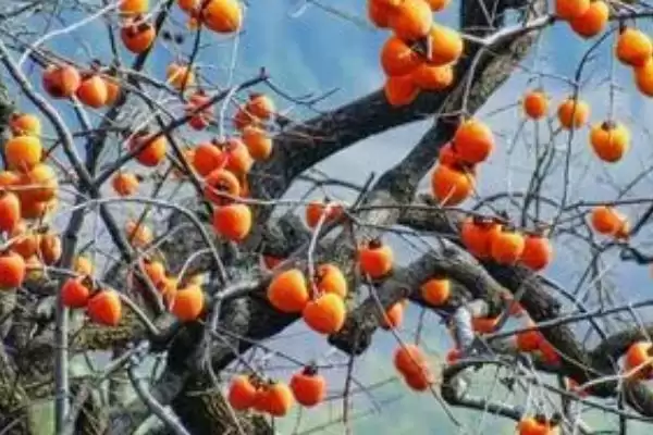 图片[3]-柿子种植效益？分析柿子种植效益要考虑哪些成本、产量及市场因素？-会东网