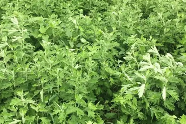 图片[3]-种植艾草的流程和要点？种植艾草需把控哪些关键环节？-会东网