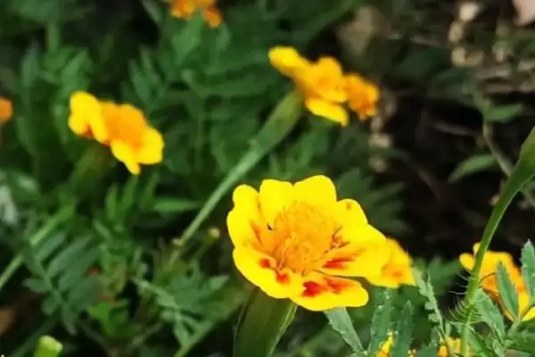 图片[4]-孔雀草的简介 ,孔雀草一般指的是万寿菊吗？-会东网