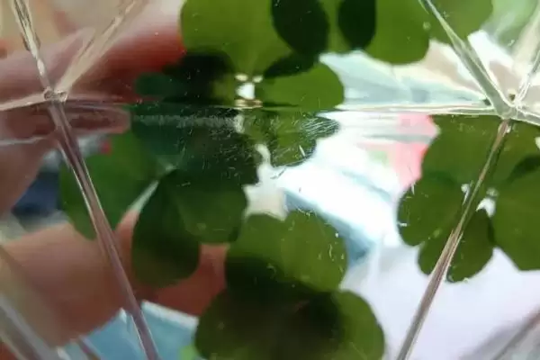 图片[4]-四叶草标本制作方法？制作四叶草标本要掌握哪些正确的操作步骤和技巧？-会东网
