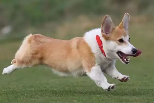 图片[5]-柯基犬的优缺点 ,柯基犬的脾气大表现在哪方面呢？-会东网
