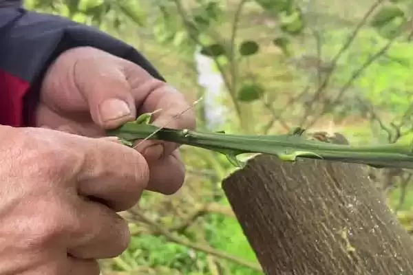 图片[8]-种植柚子树的方法和重点？种植柚子树要做好哪些细节？-会东网