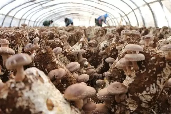 图片[4]-香菇烂棒的原因和要点？分析香菇烂棒原因需关注哪些方面？-会东网