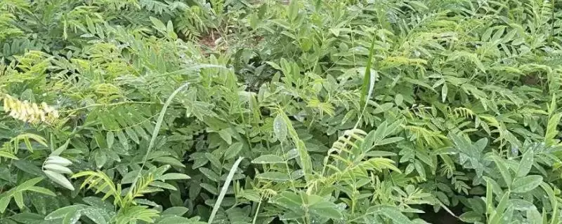 苦参的种植效益 ,种植苦参一般能获多少利润呢？-会东网