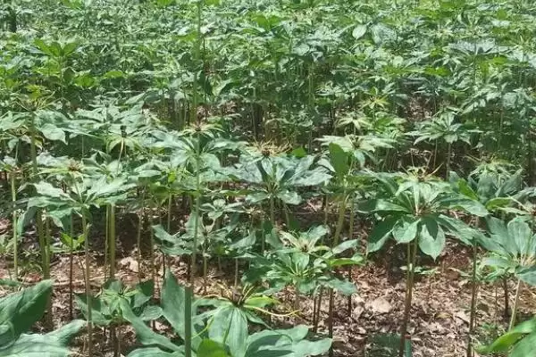 图片[4]-重楼的种植效益和前景？种植重楼需关注哪些经济发展要素？-会东网