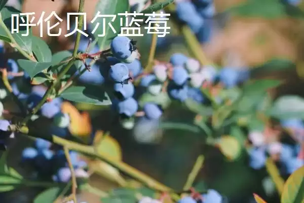 图片[4]-认识扎兰屯市特产的方法和重点？认识扎兰屯市特产要做好哪些细节？-会东网