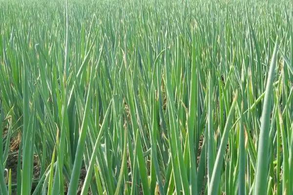 图片[4]-种植大葱的技巧和要点？种植大葱要掌握哪些关键方法？-会东网