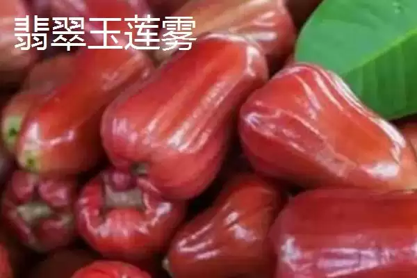 图片[7]-莲雾的成熟时间 ,莲雾在哪个时间段供应量最大？-会东网
