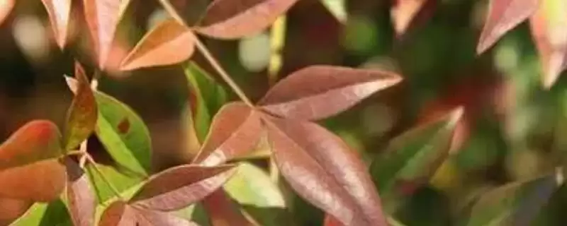 嫩叶多呈红色的真相：缺少叶绿素的奇妙现象解析-会东网