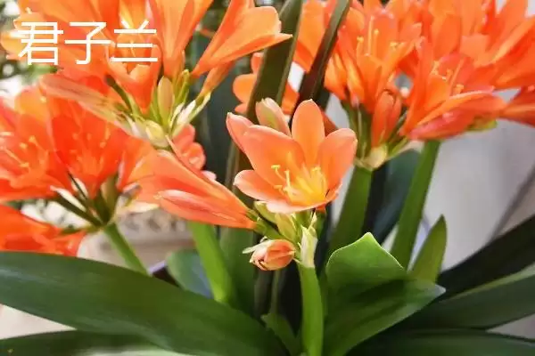 图片[3]-室内耐阴植物之光：富贵竹的观赏与养护技巧-会东网
