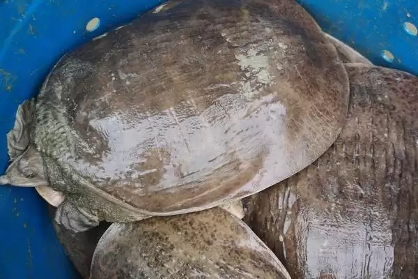 图片[3]-认识珍珠鳖的方法和重点？认识珍珠鳖要做好哪些细节？-会东网