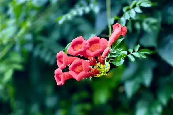 图片[3]-凌霄花的寓意内涵 ,凌霄花有哪些美好的寓意呢？-会东网