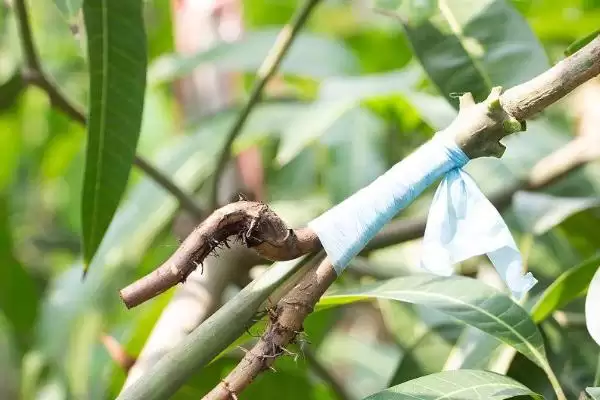 图片[2]-芒果树的嫁接方法有哪些 ,芒果树几月嫁接成活率高-会东网