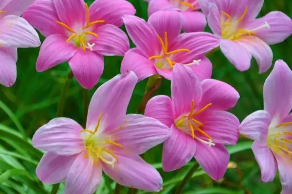 图片[4]-花卉界的“硬汉”：五彩石竹、观花石榴耐热又耐寒的秘密-会东网