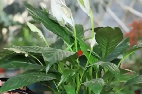图片[5]-养殖一帆风顺花的方法和重点？养殖一帆风顺花要做好哪些细节？-会东网