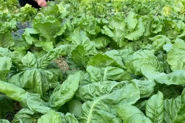 图片[5]-蔬菜春寒预防技巧？预防蔬菜遭受春寒要掌握哪些实用的预防方法？-会东网