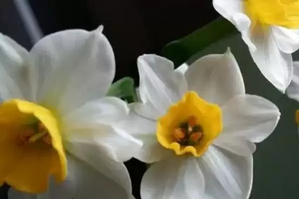 图片[2]-水仙一盆适合种多少棵？确定水仙一盆种植数量要考虑哪些生长空间和养护因素？-会东网