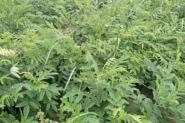 图片[3]-苦参的种植效益 ,种植苦参一般能获多少利润呢？-会东网