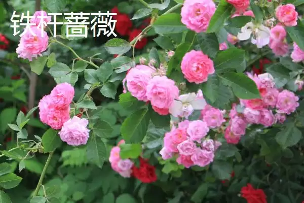 图片[6]-蔷薇花种类大集合：多数为世界著名观赏植物的品种介绍-会东网