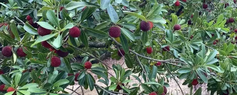 了解杨梅成熟月份的方法和重点？了解杨梅成熟月份要做好哪些细节？-会东网