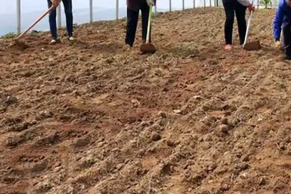 图片[4]-香菜种子冷冻催芽的方法和要点？香菜种子冷冻催芽需掌握哪些关键技巧？-会东网