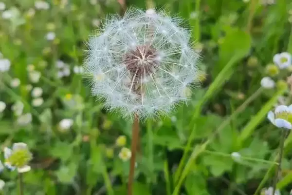 图片[2]-蒲公英形态特征揭秘：株型较高草本植物的独特之处-会东网